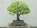 Japanese zelkova